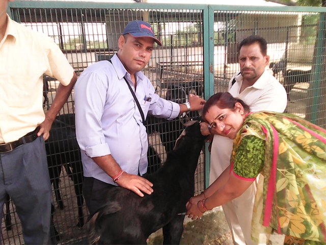 BHARTI GOAT TRANING FARAH, GOAT TRAINING IN MATHURA, GOAT FARMING IN MATHURA , GOAT TRANING IN CIRG , GOAT FARMING IN FARAH , GOAT FARM IN MATHURA UTTAR PRADESH